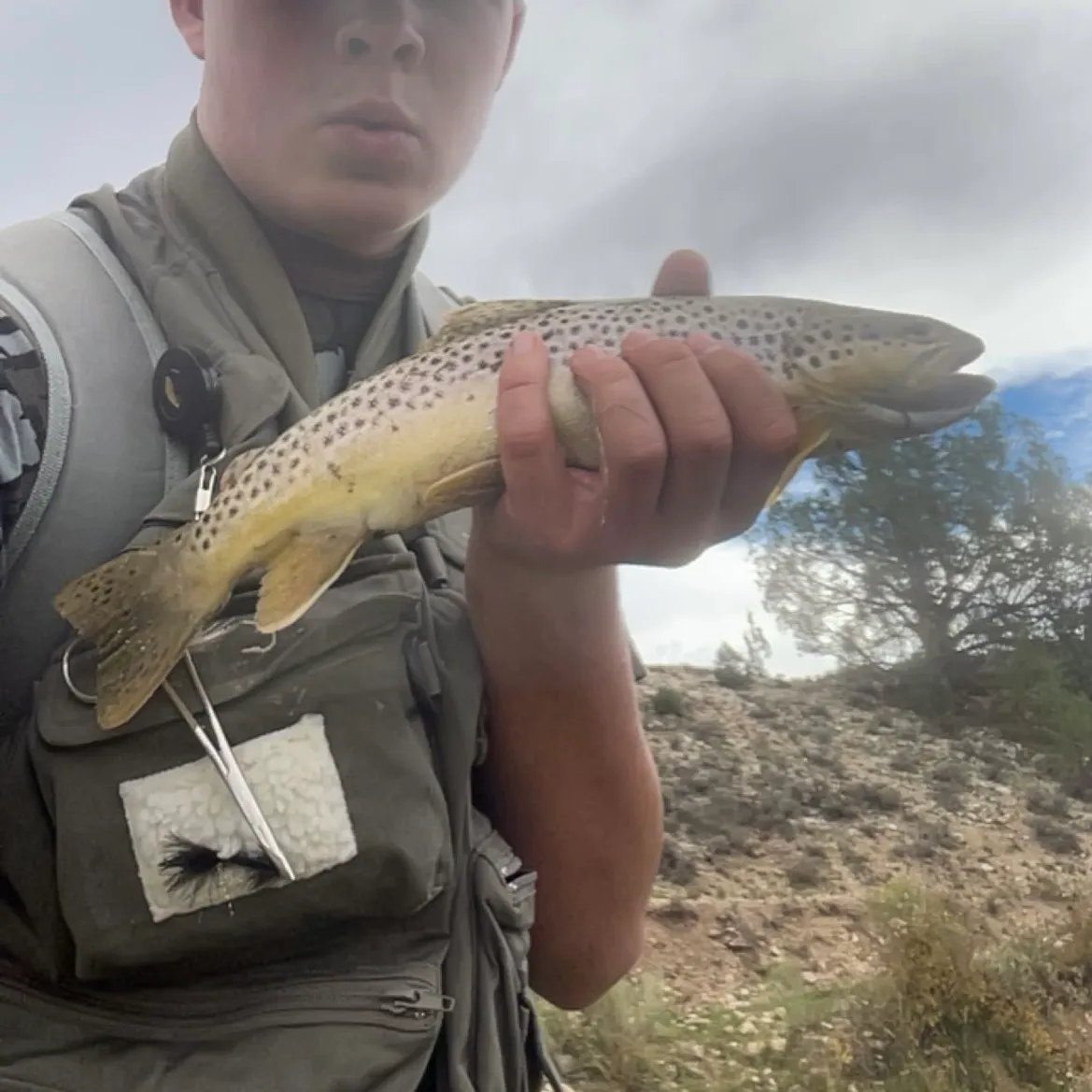 Brown trout caught on Fishbrain