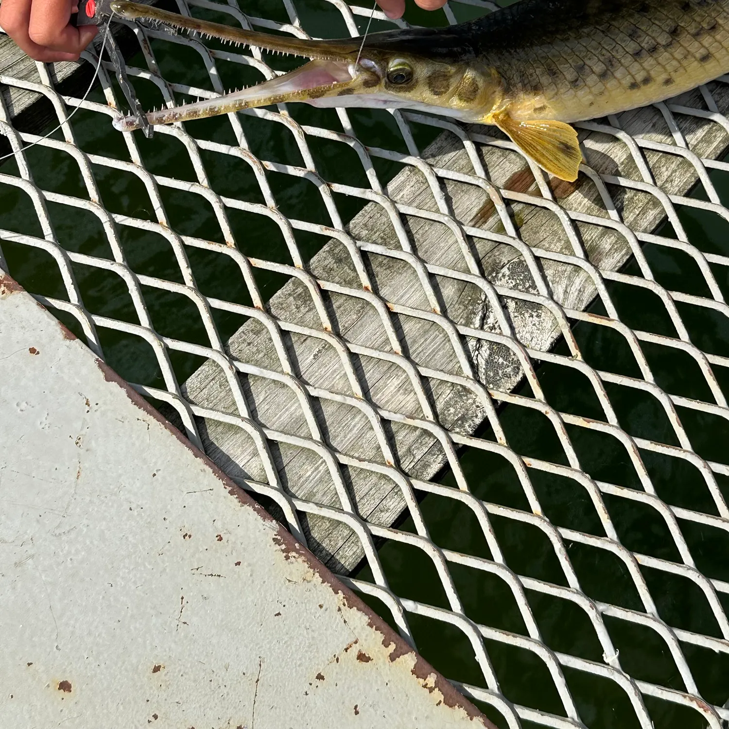 Spotted gar caught on Fishbrain