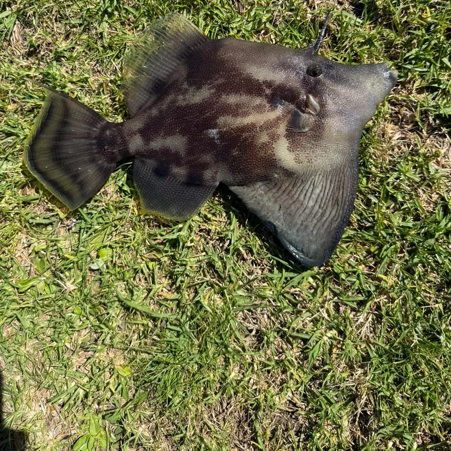 Fan-bellied leatherjacket caught on Fishbrain