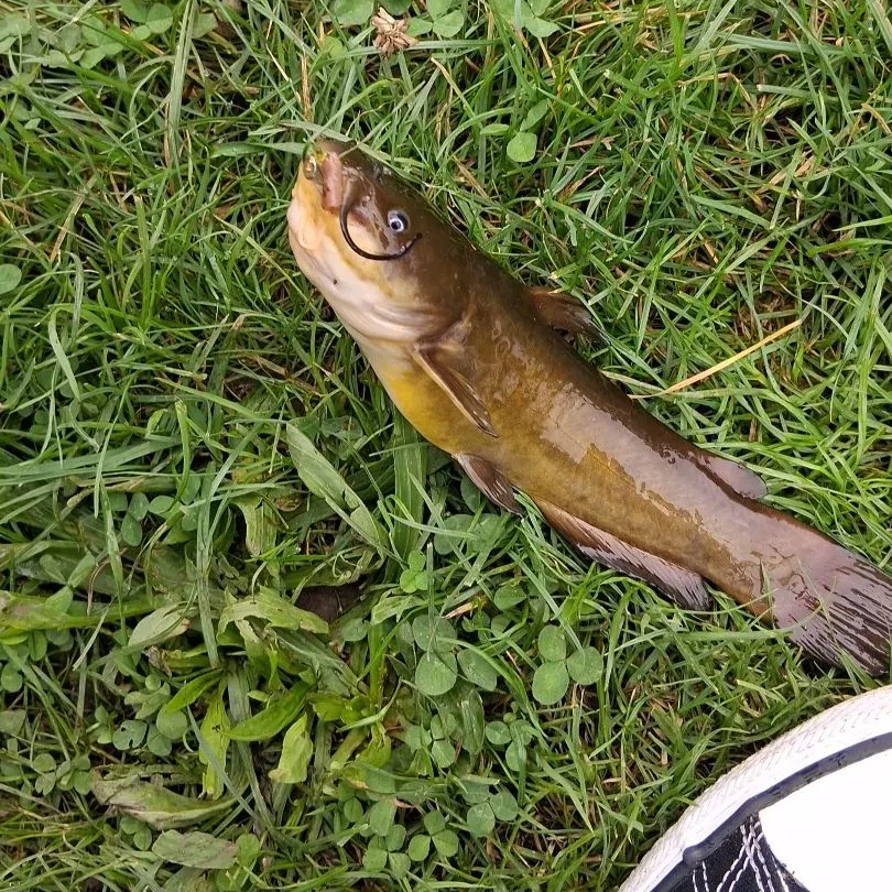 Yellow bullhead caught on Fishbrain
