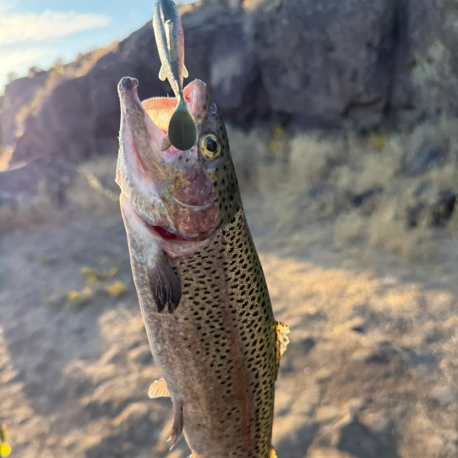 Rainbow trout caught on Fishbrain