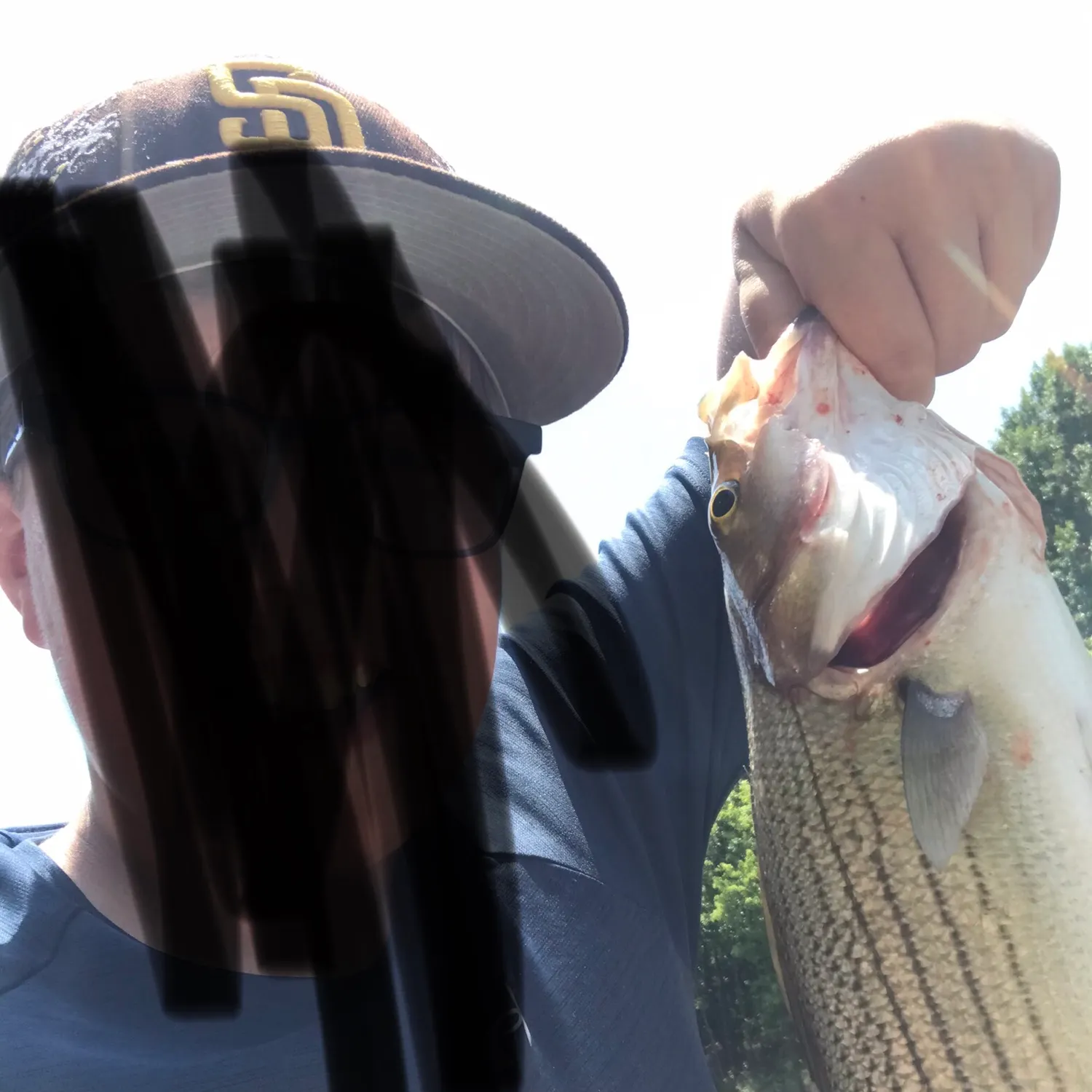 White bass caught on Fishbrain