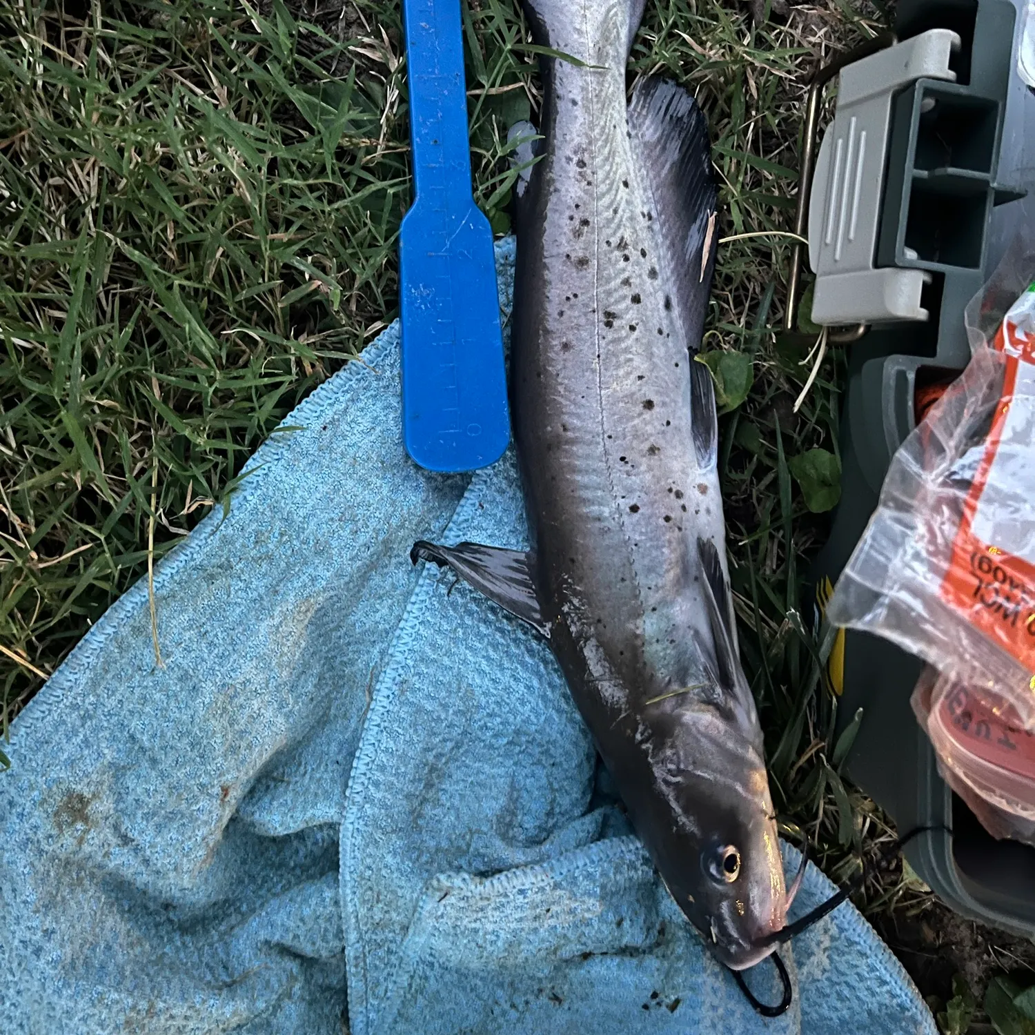 Channel catfish caught on Fishbrain