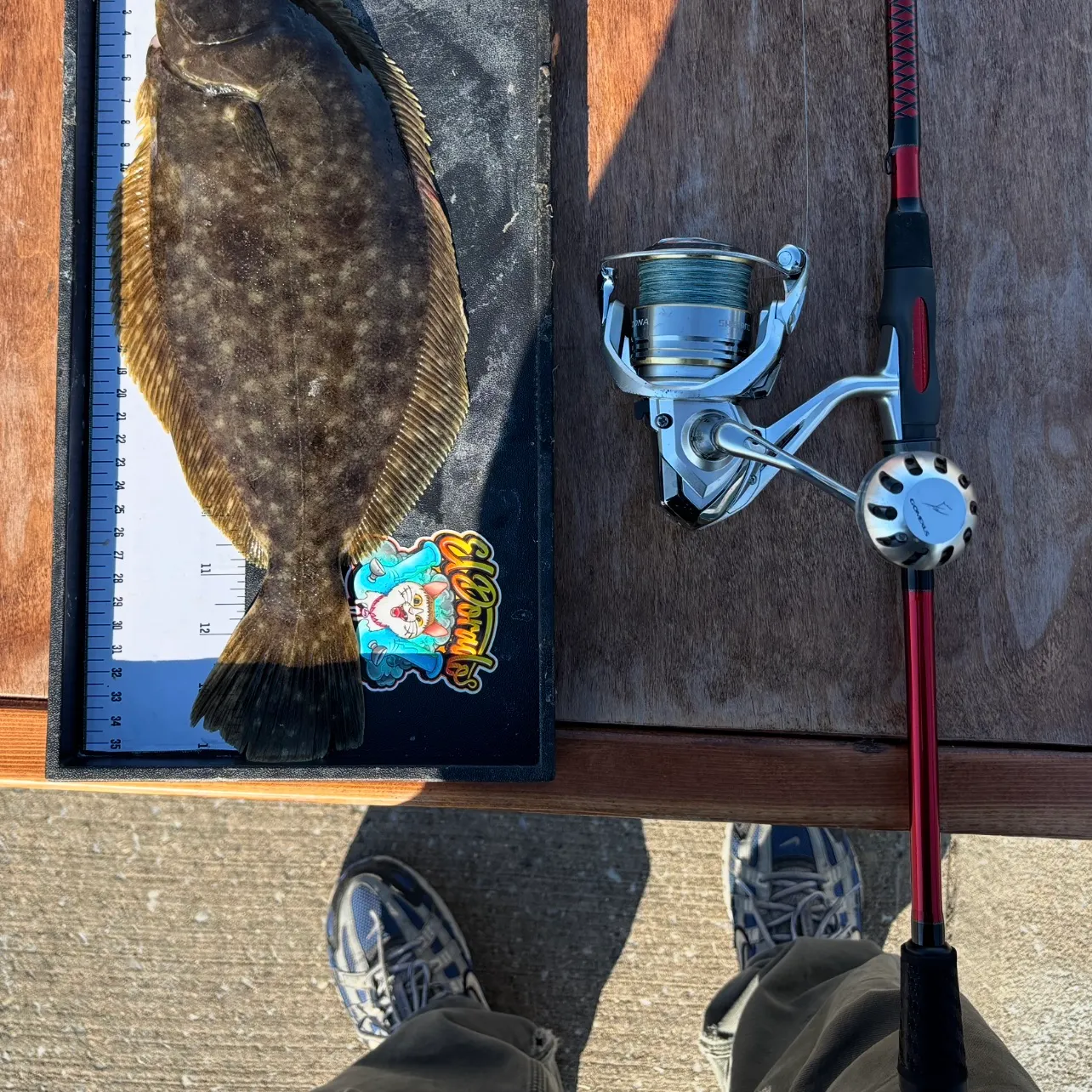 The most recent Summer flounder catches on Fishbrain