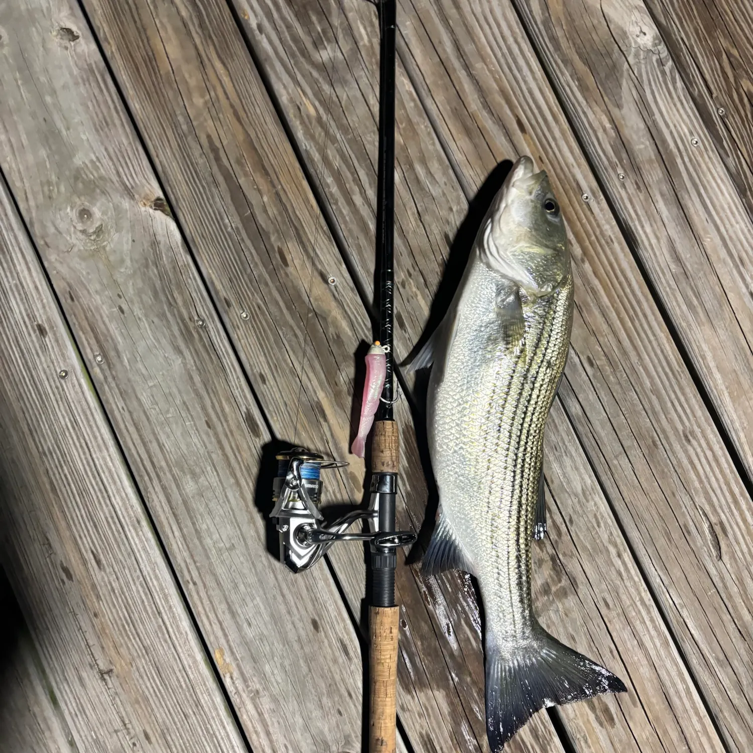 Striped bass caught on Fishbrain