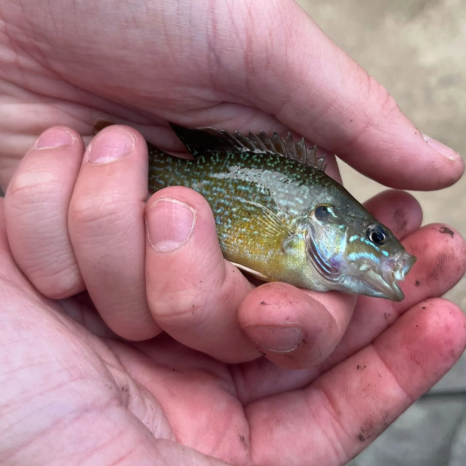 The most recent Green sunfish catches on Fishbrain