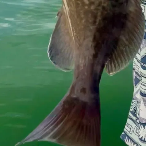 The most recent Black grouper catches on Fishbrain