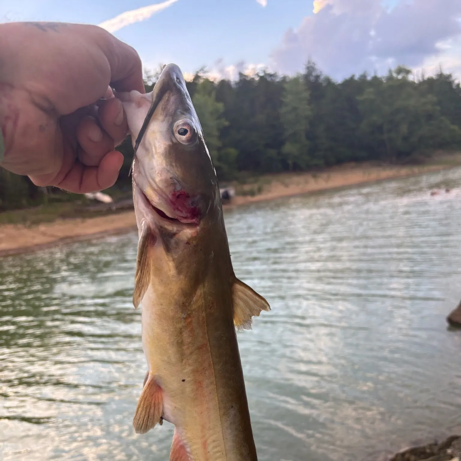 catch