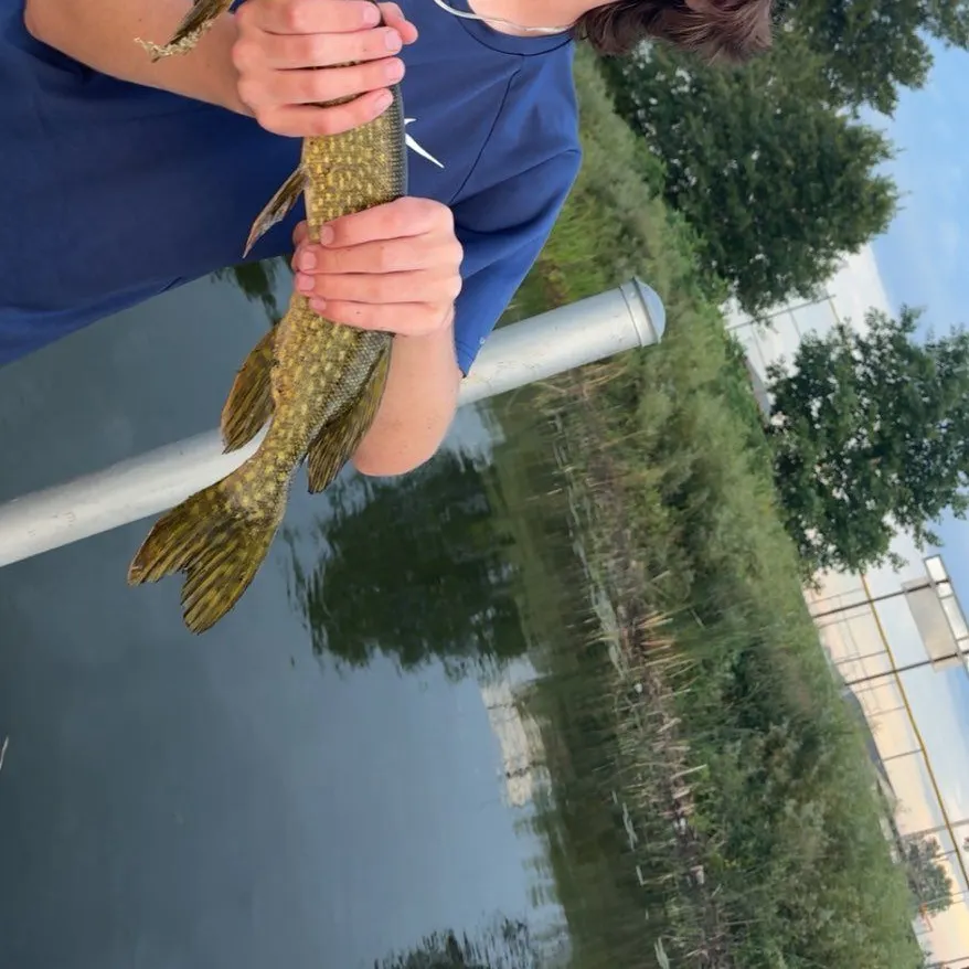 Northern pike caught on Fishbrain