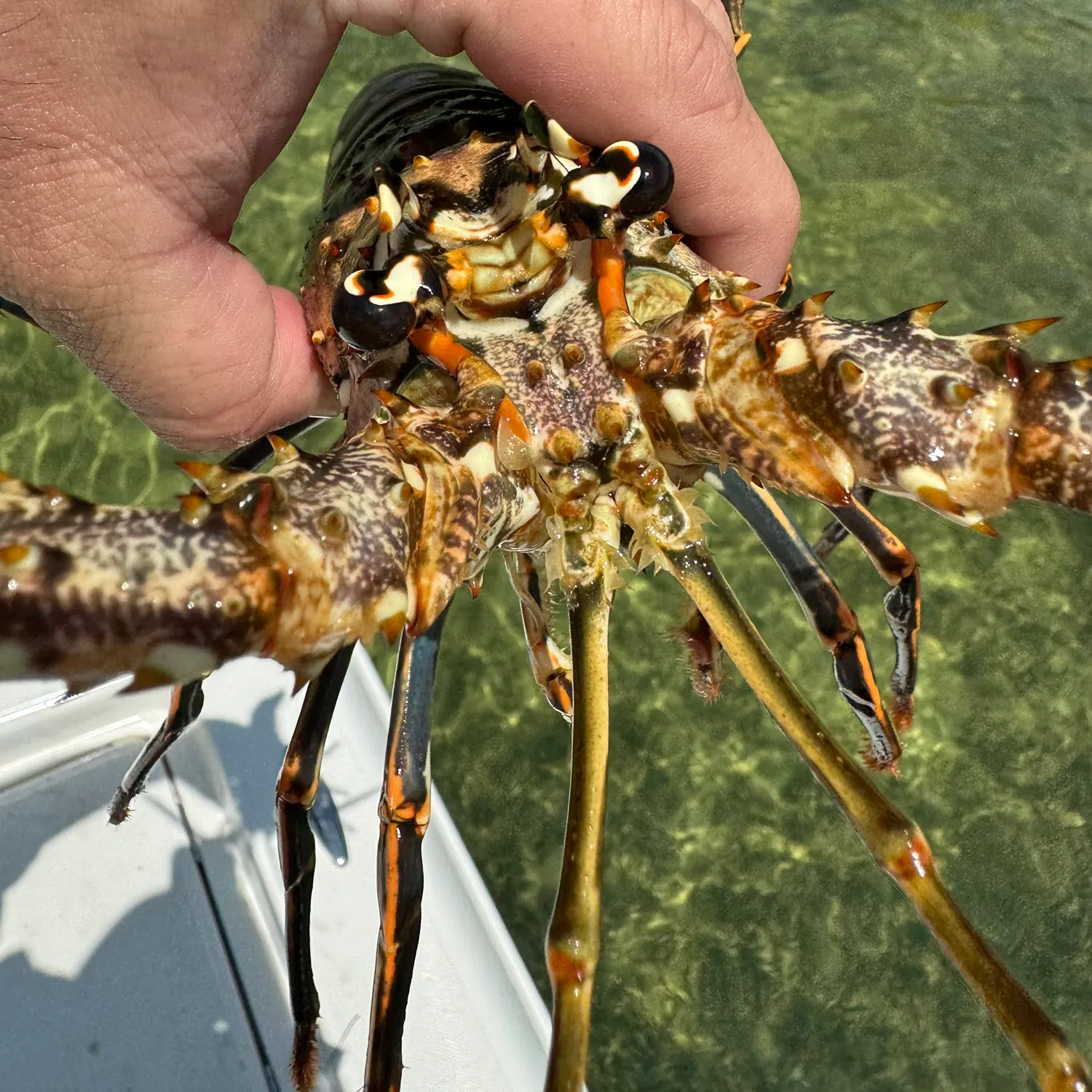 The most recent Caribbean spiny lobster catches on Fishbrain