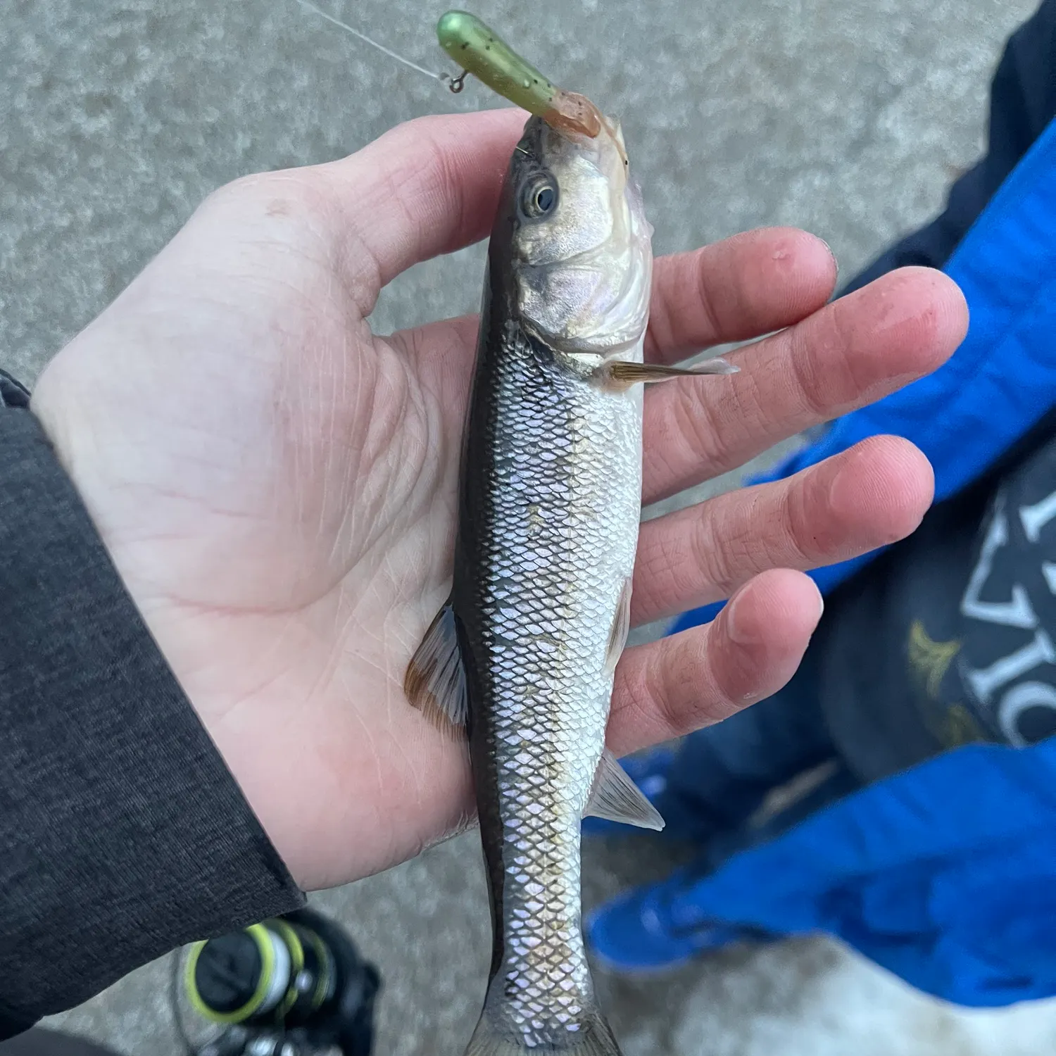 The most recent Creek chub catches on Fishbrain
