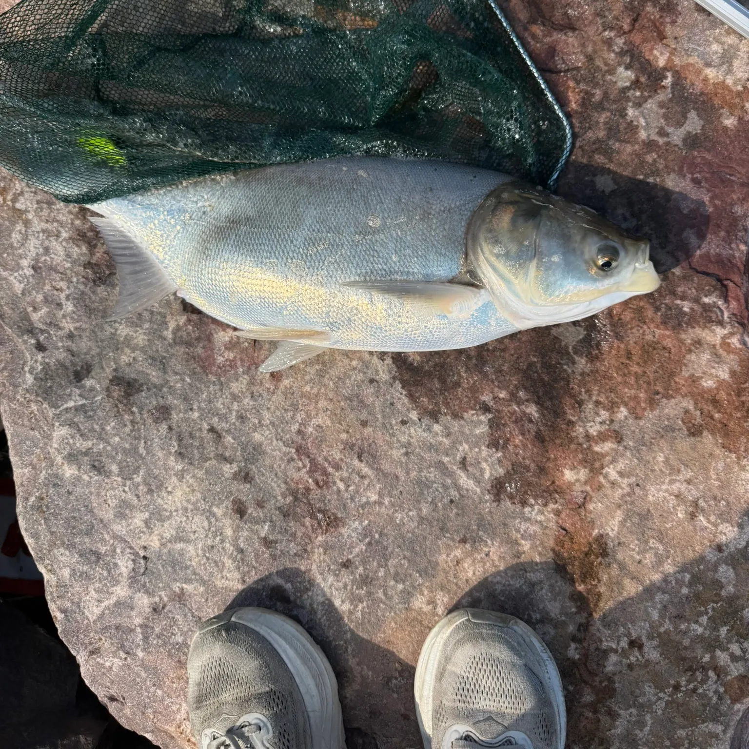 The most recent Silver carp catches on Fishbrain