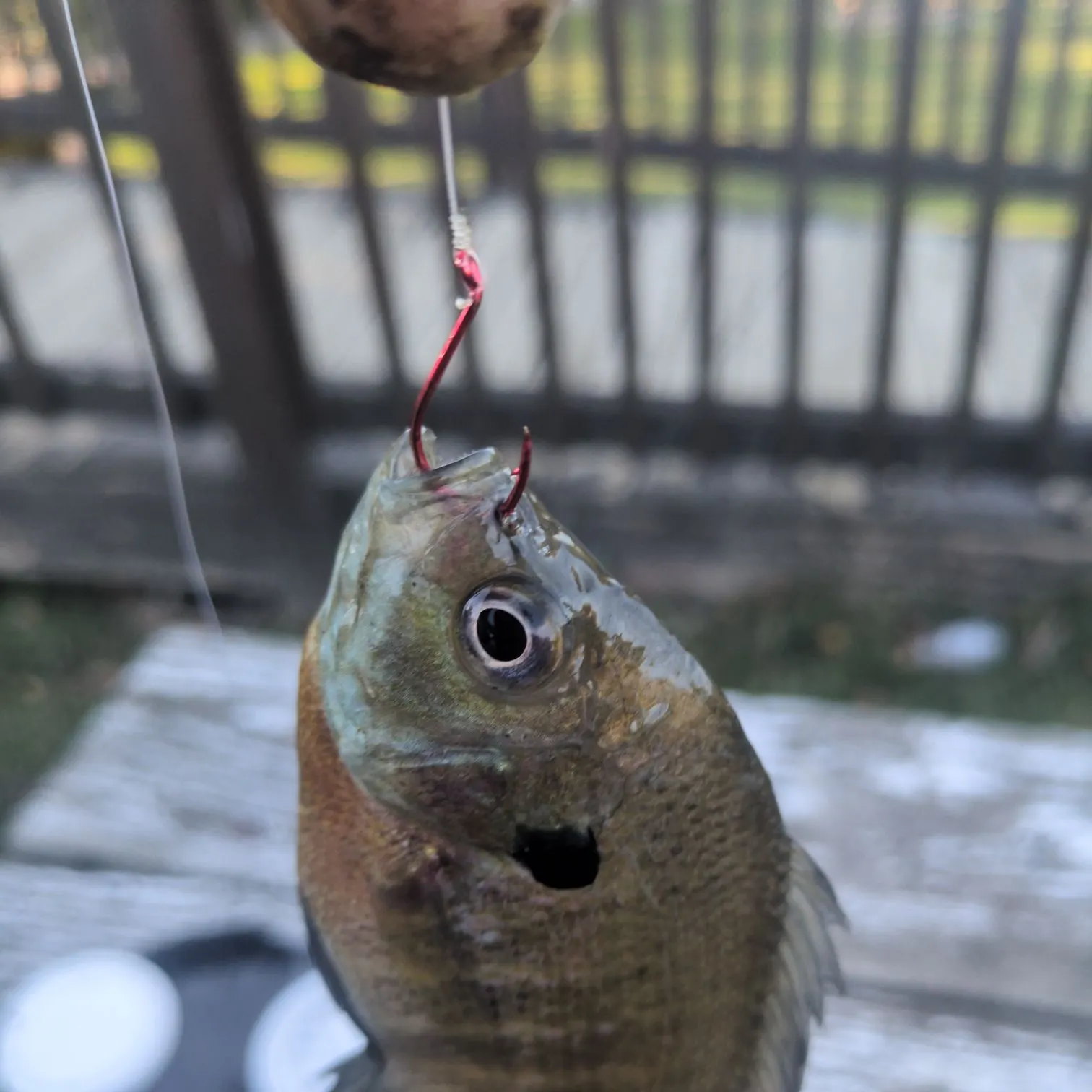 catch