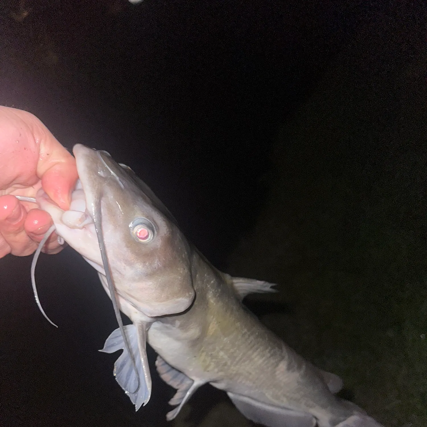 Channel catfish caught on Fishbrain
