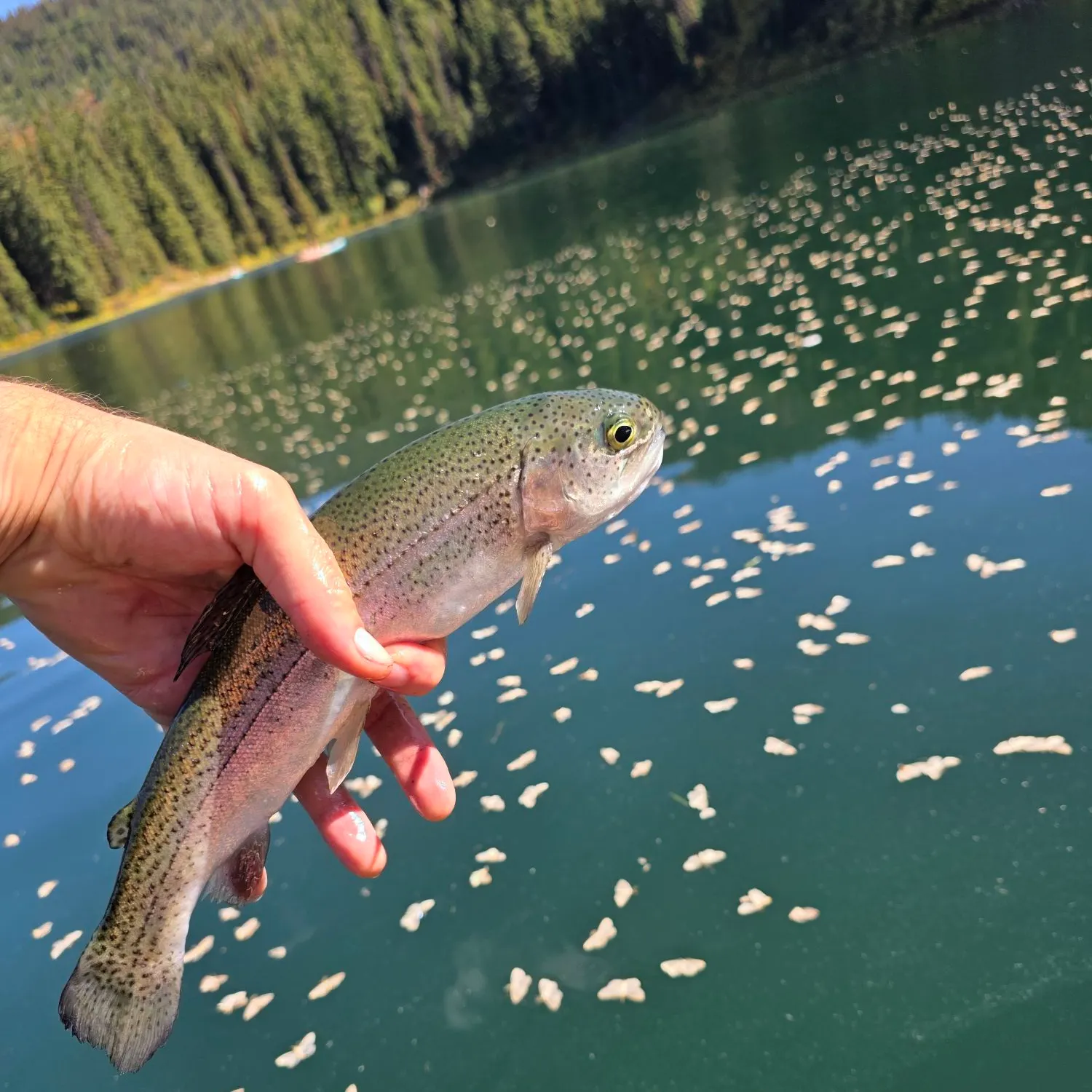 Rainbow trout caught on Fishbrain