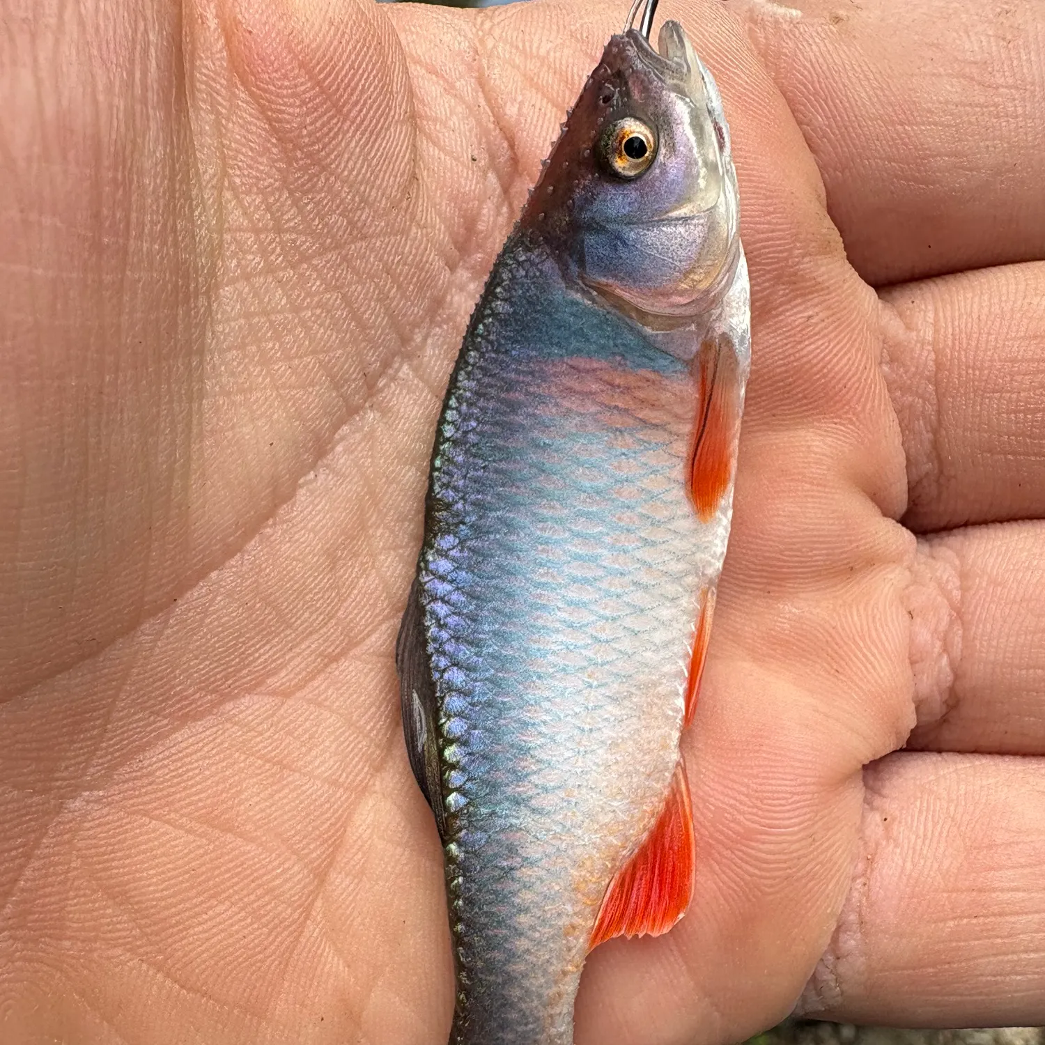The most recent Red shiner catches on Fishbrain