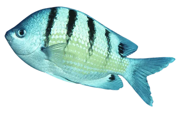 Hawaiian sergeant major