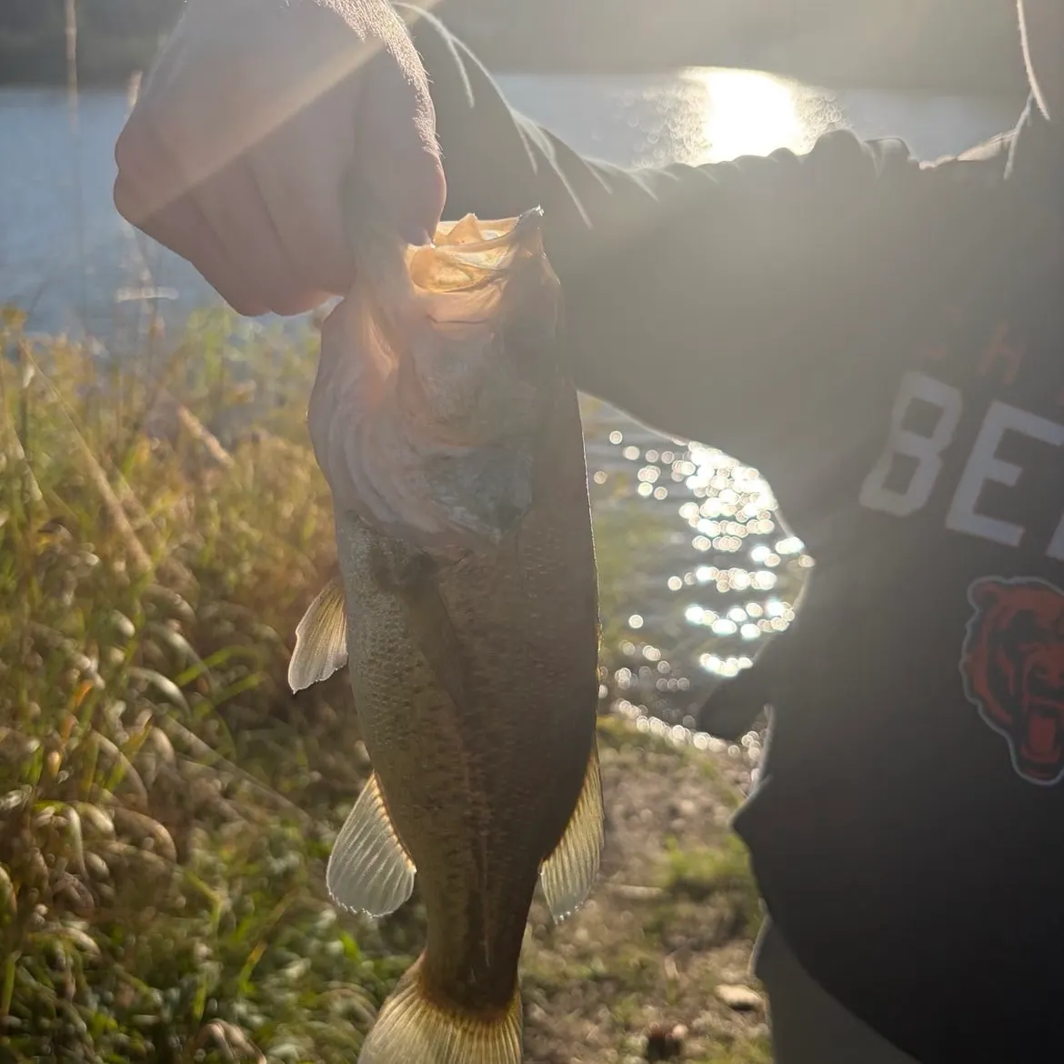 Largemouth bass caught on Fishbrain
