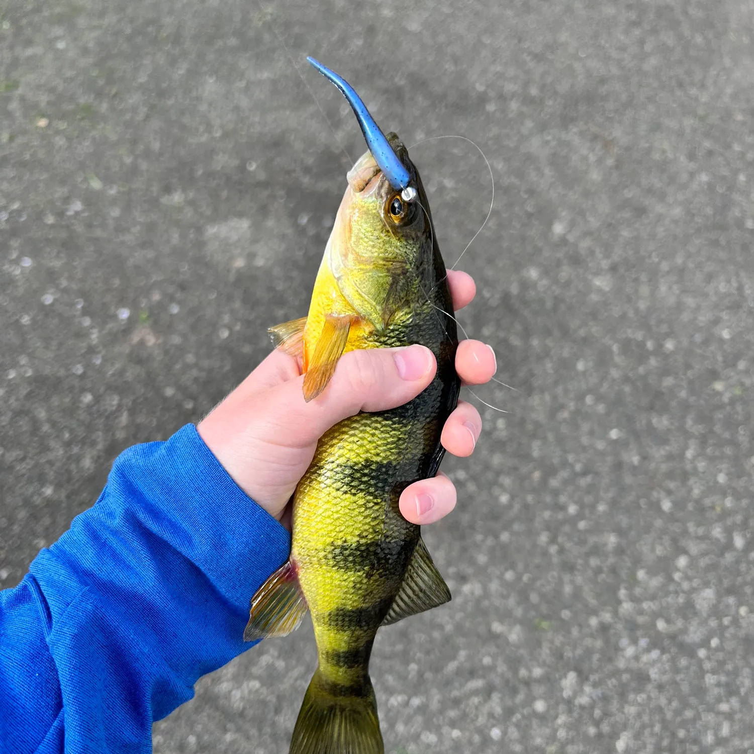 Yellow perch caught on Fishbrain