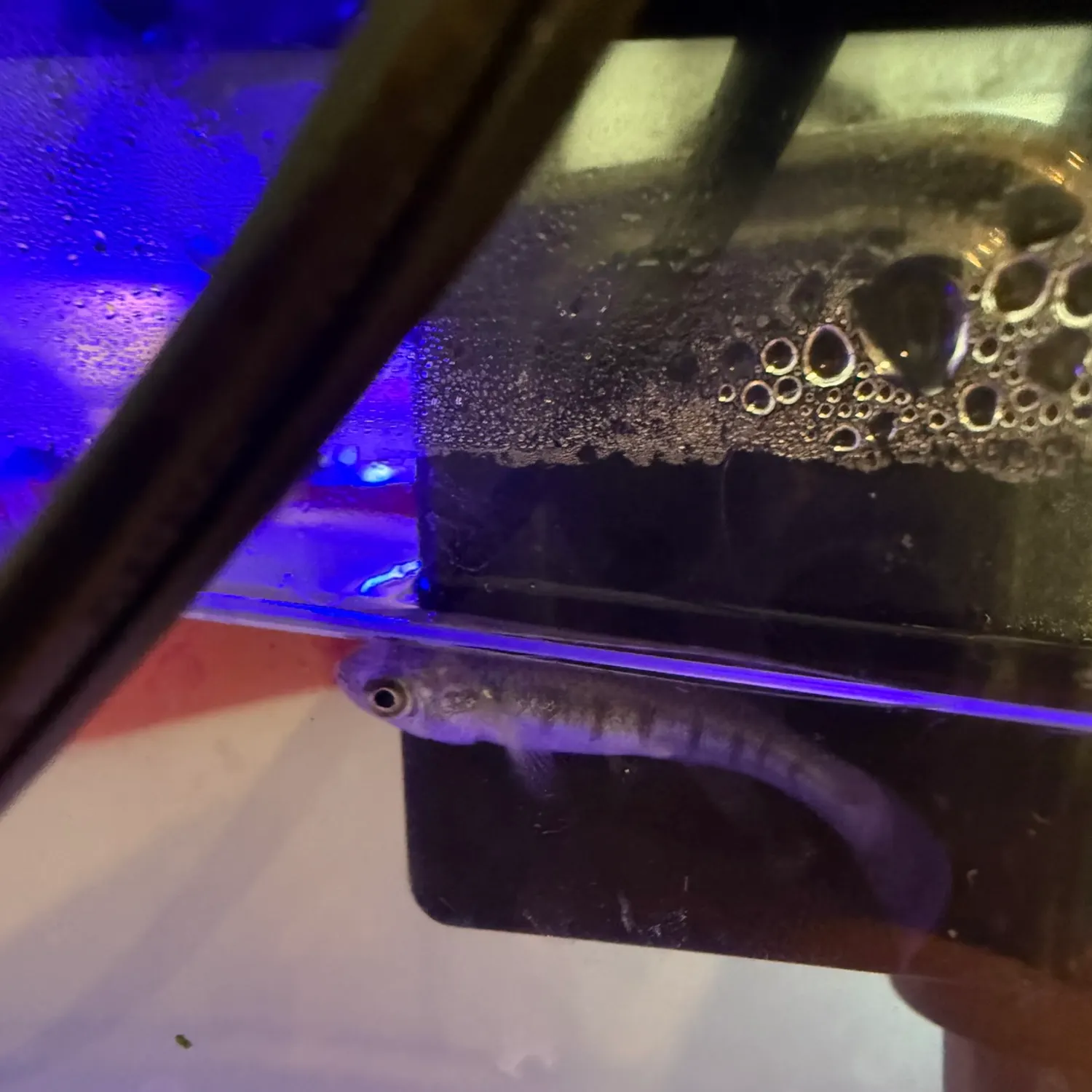 The most recent Common logperch catches on Fishbrain