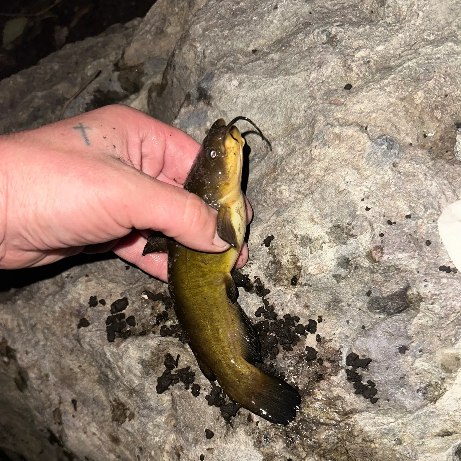 Yellow bullhead caught on Fishbrain