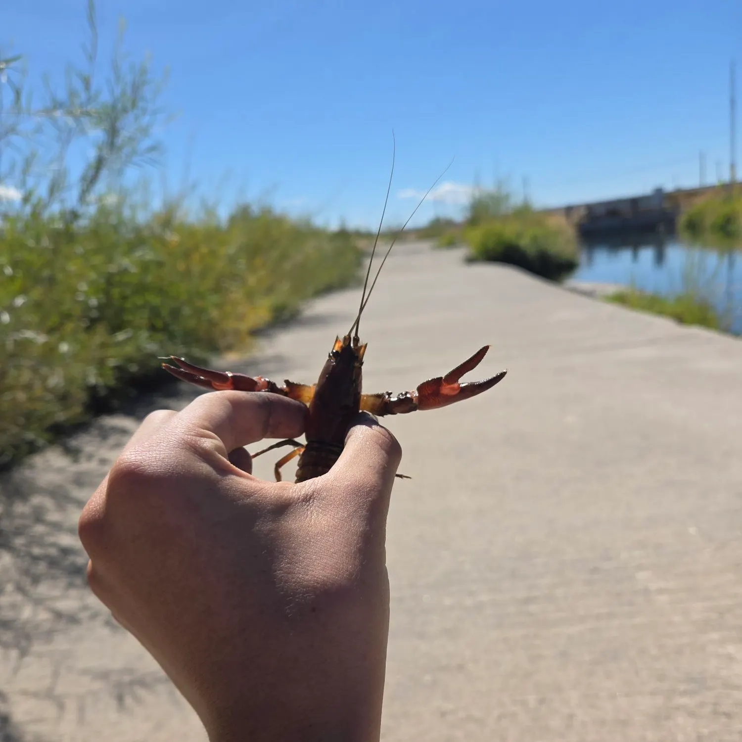 Signal crayfish caught on Fishbrain