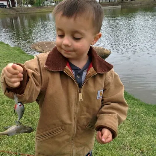 Bluegill caught on Fishbrain