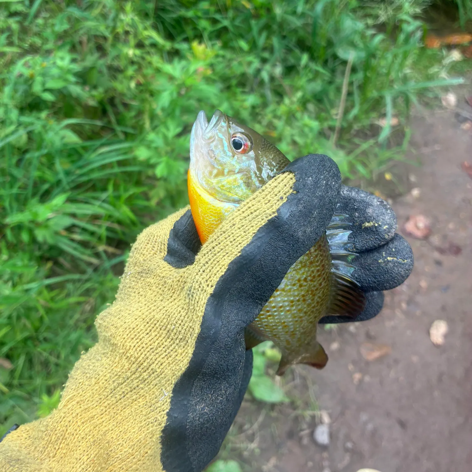 Redbreast sunfish caught on Fishbrain