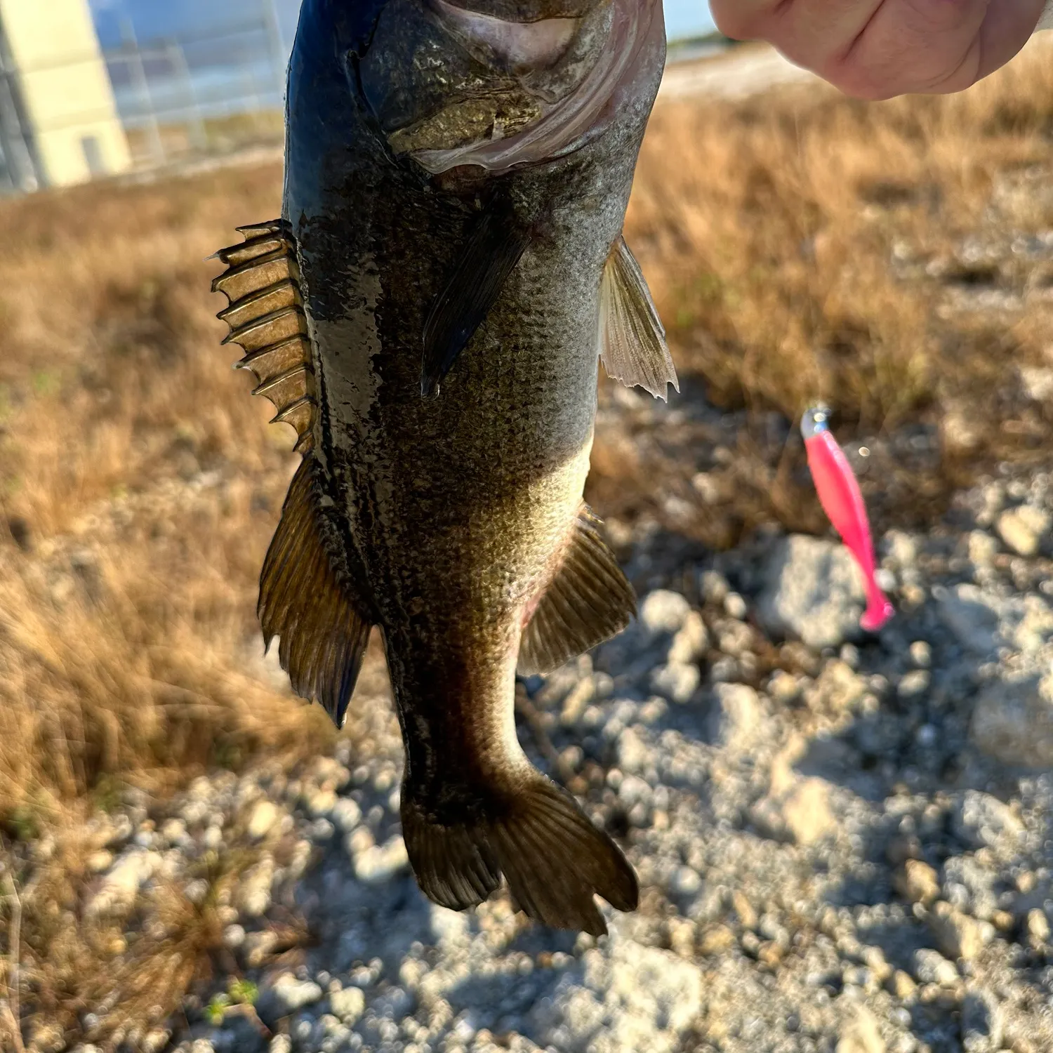 The most recent Largemouth bass catches on Fishbrain