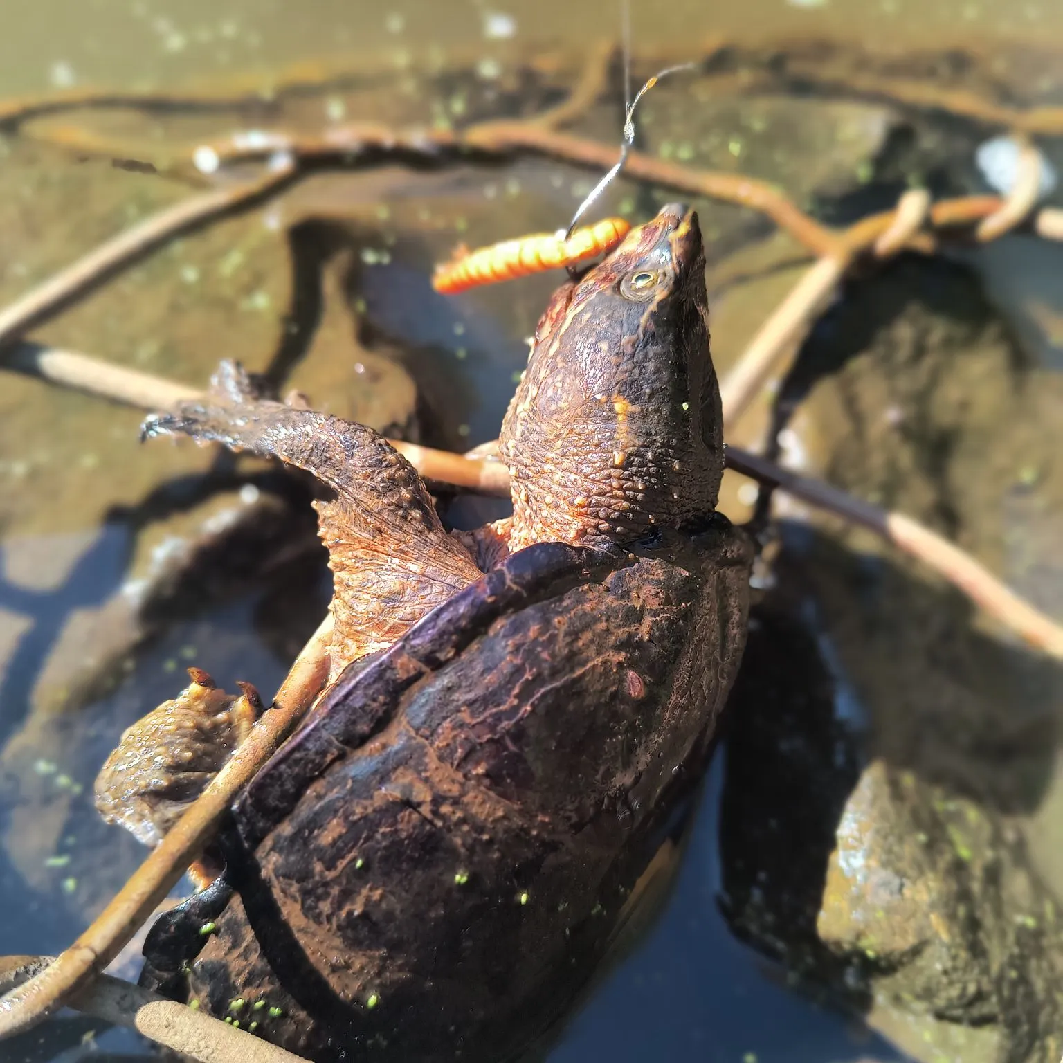 Pond slider turtle caught on Fishbrain