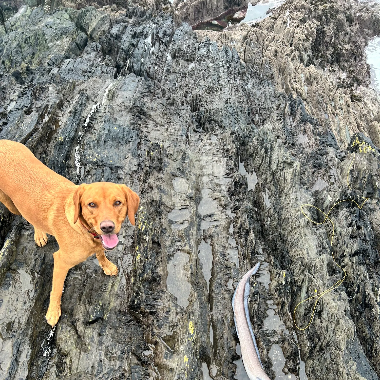 The most recent European conger catches on Fishbrain