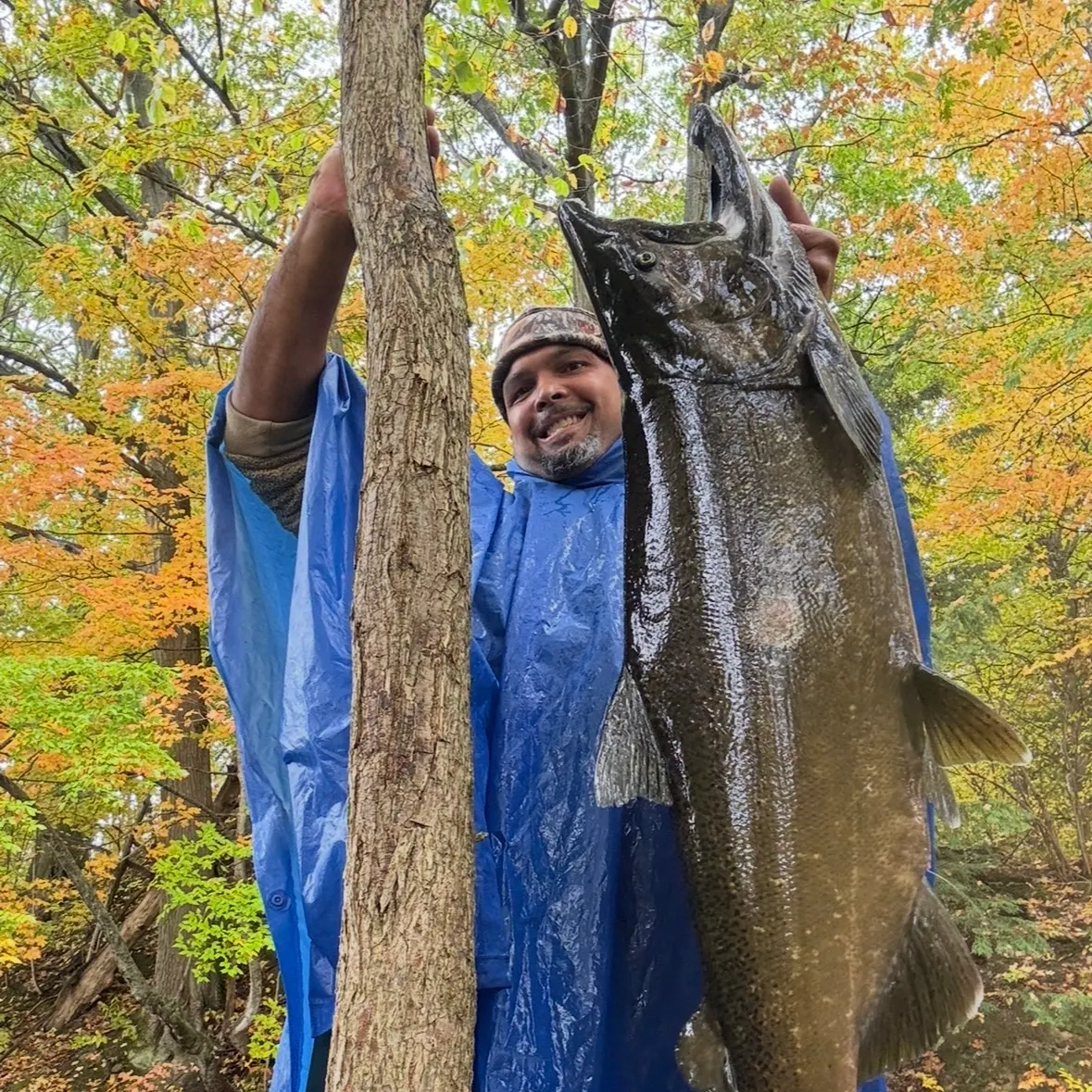 Chinook salmon caught on Fishbrain