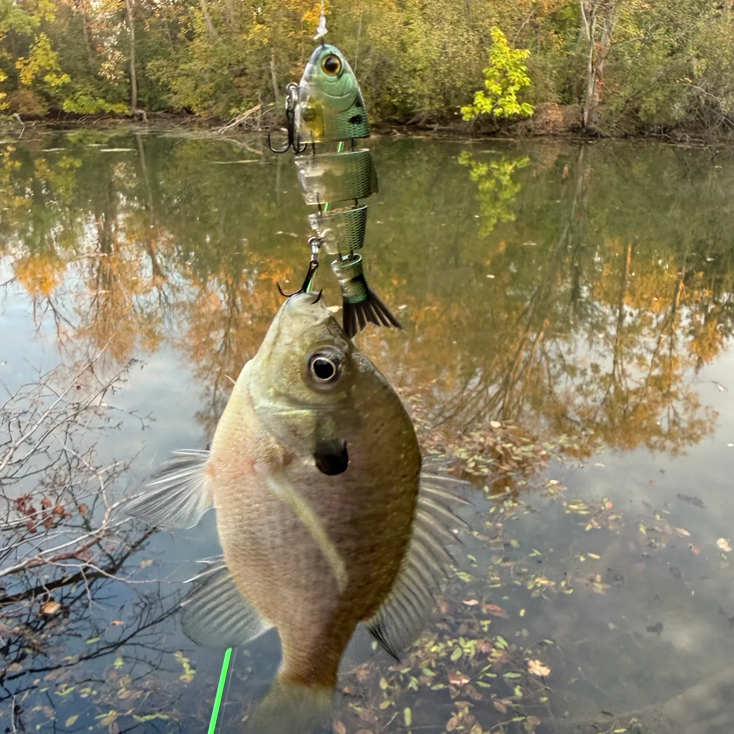 Bluegill caught on Fishbrain