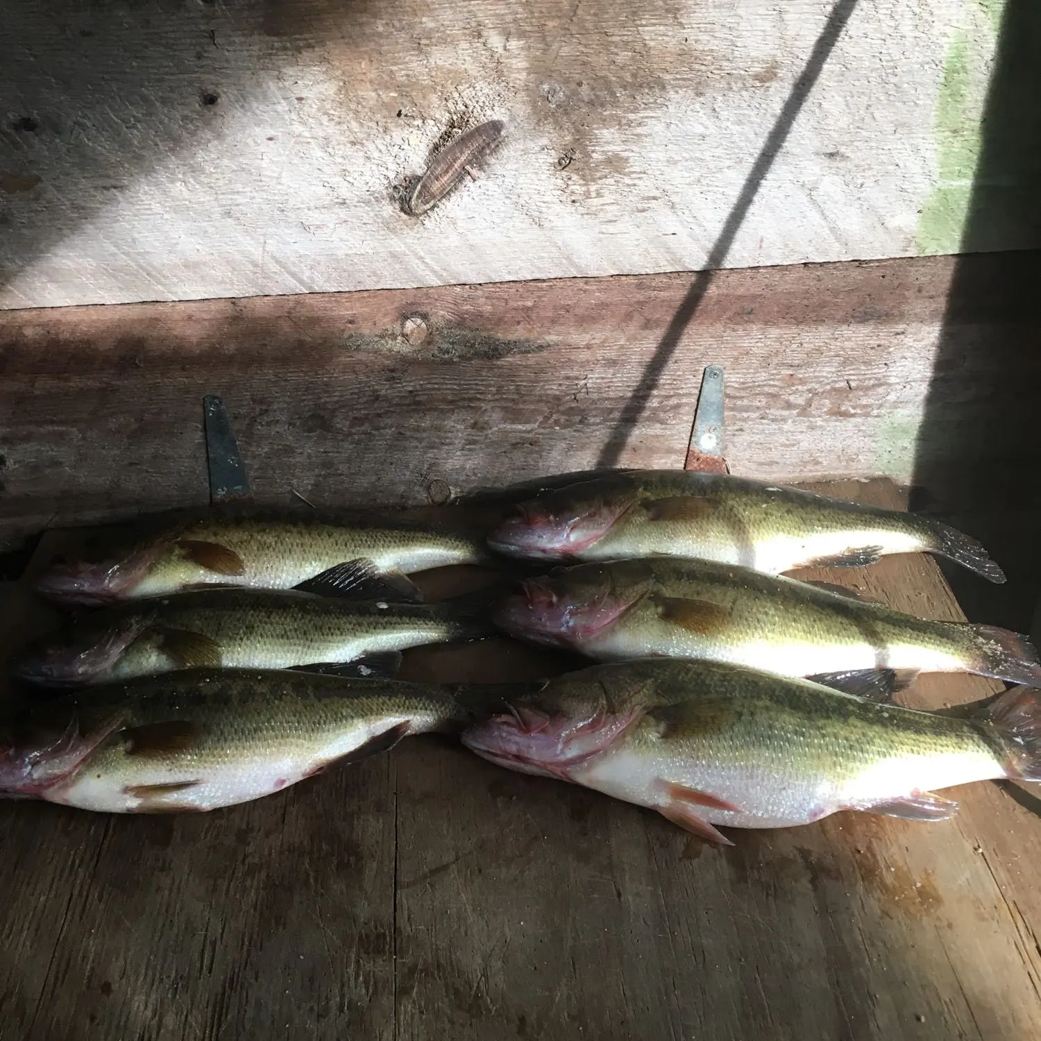 recently logged catches