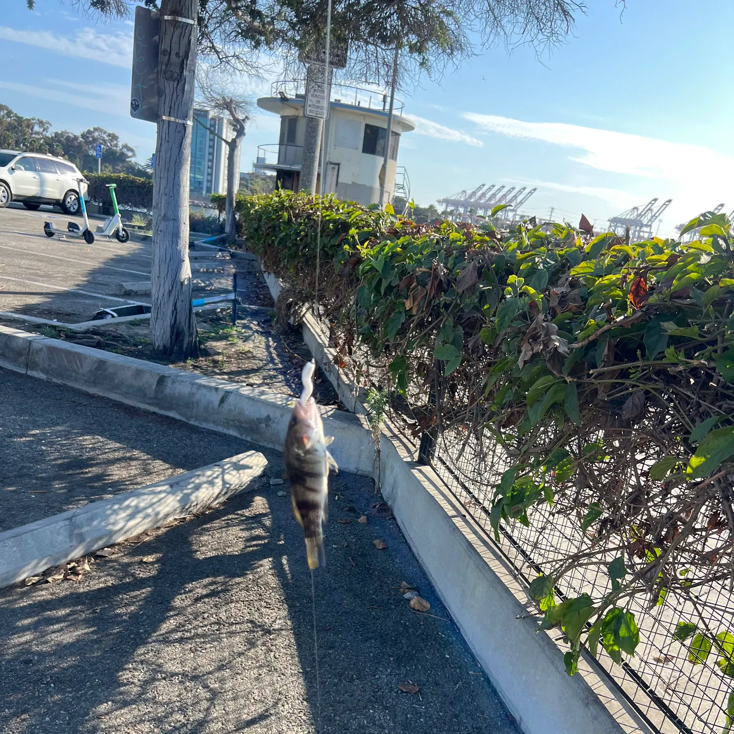 catch