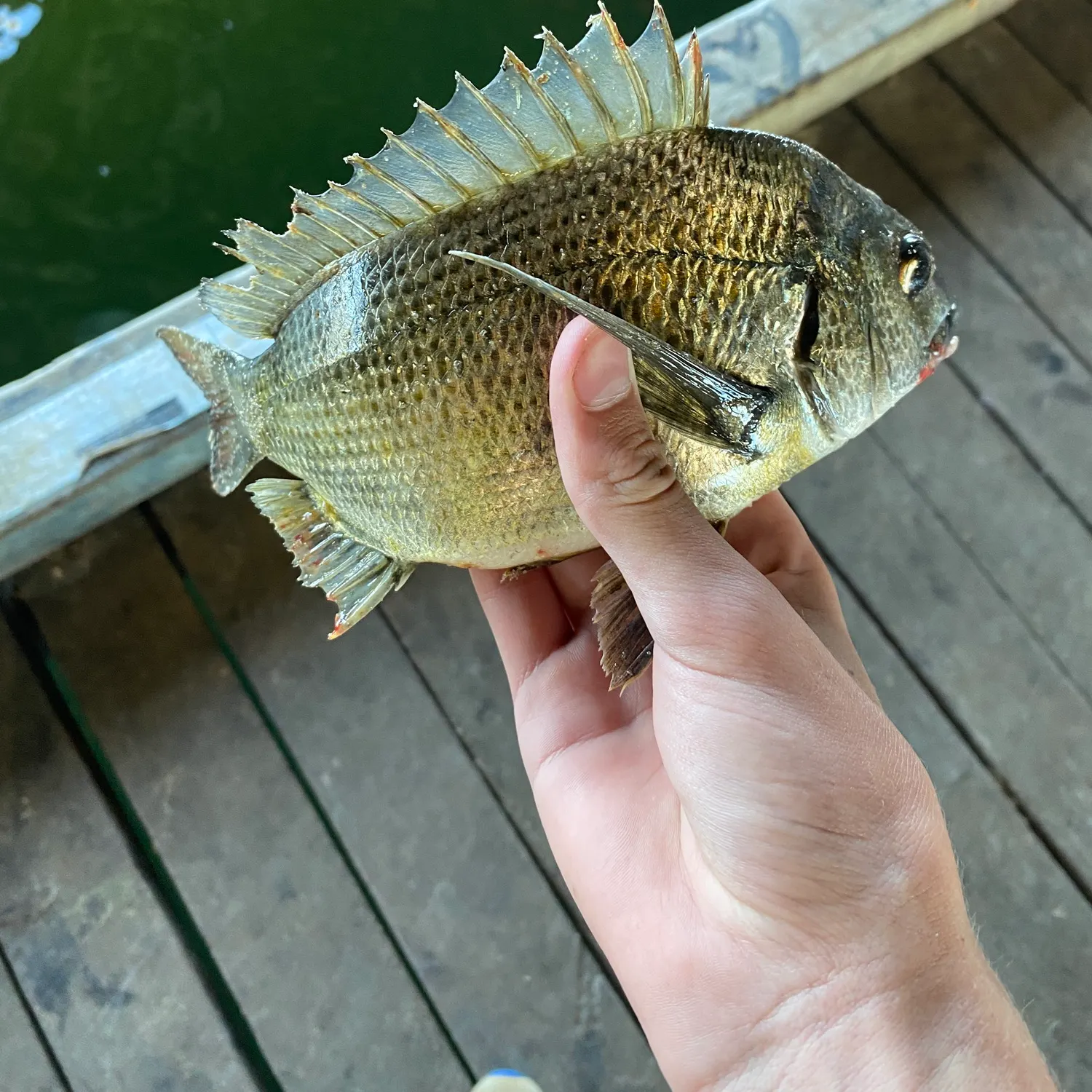 The most recent Southern black bream catches on Fishbrain