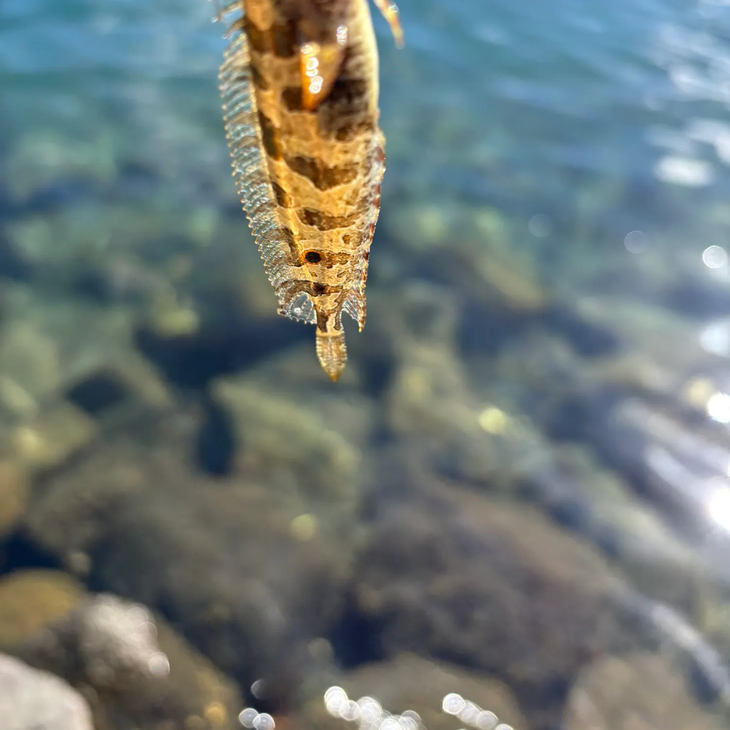 The most recent Spotted kelpfish catches on Fishbrain