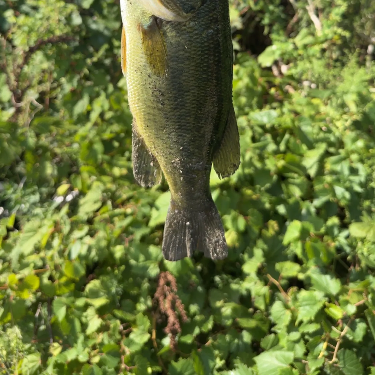 Fish caught on Fishbrain