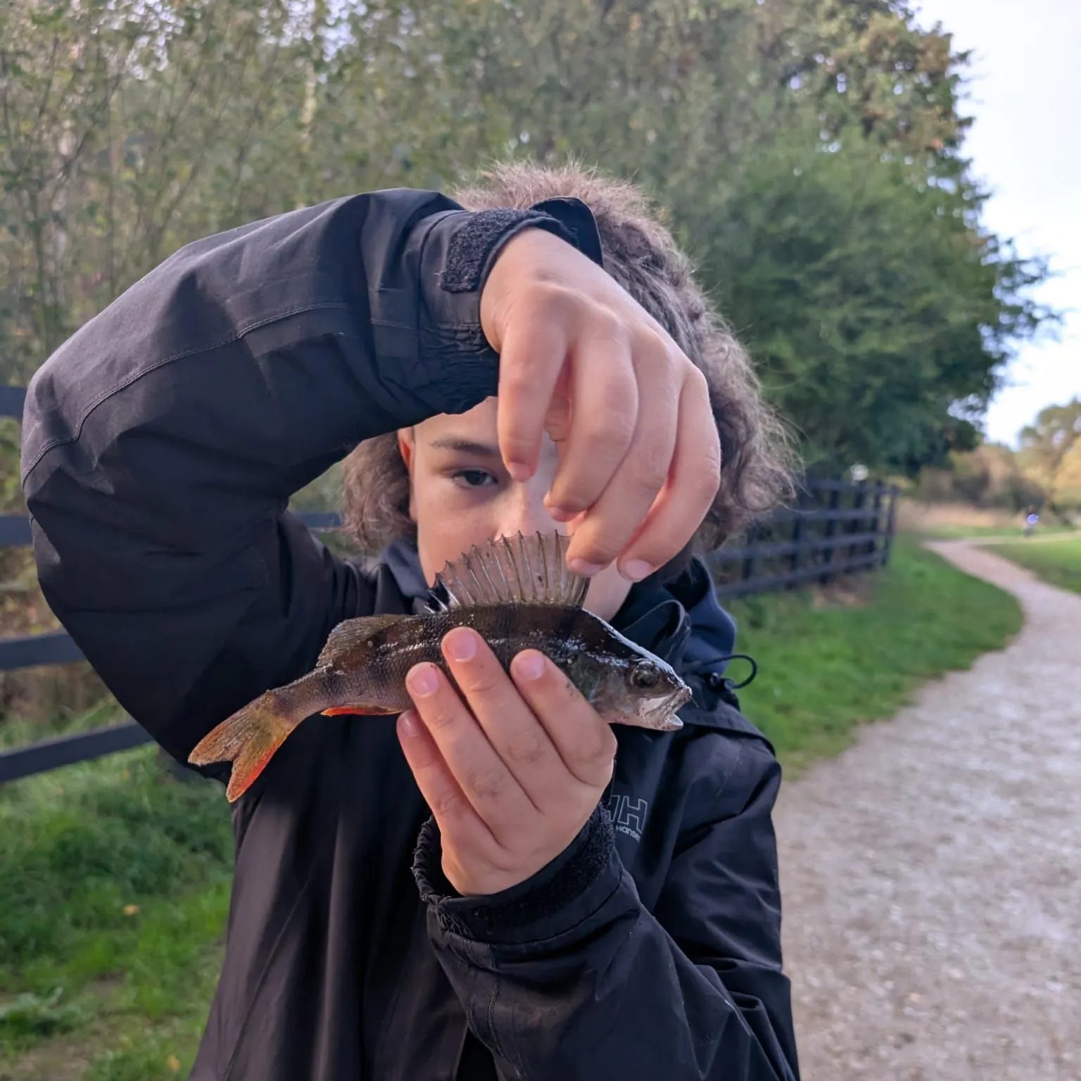 European perch caught on Fishbrain