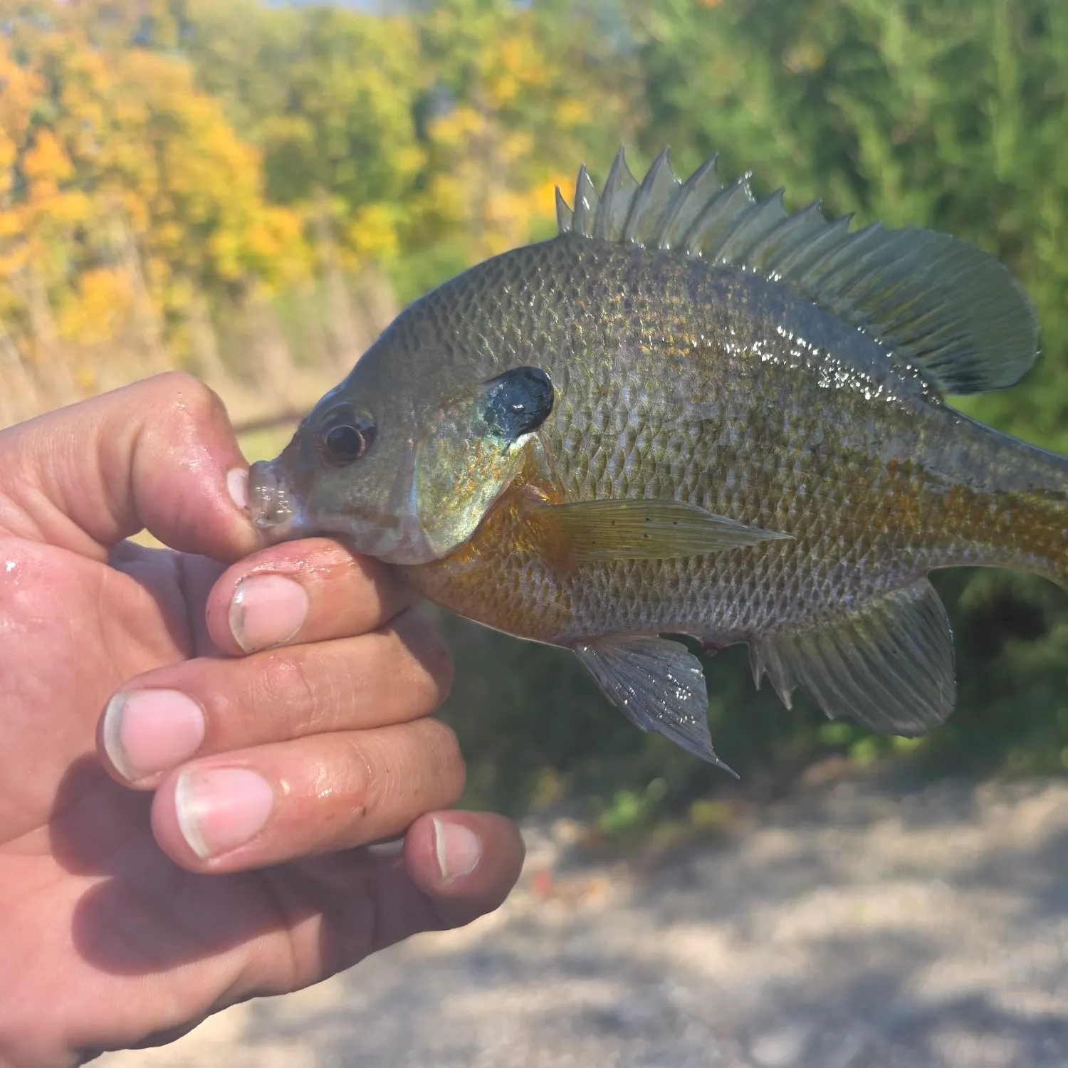 Bluegill caught on Fishbrain
