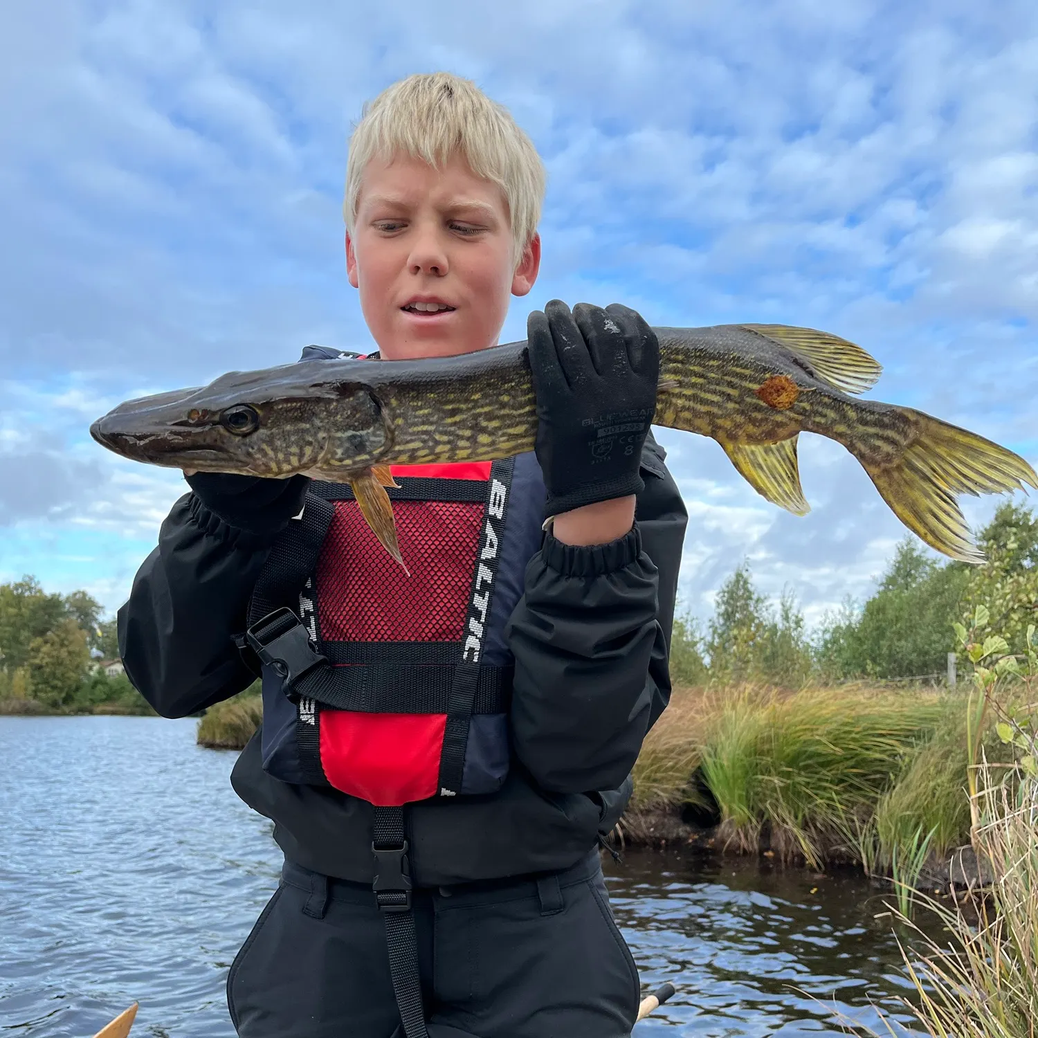 Northern pike caught on Fishbrain
