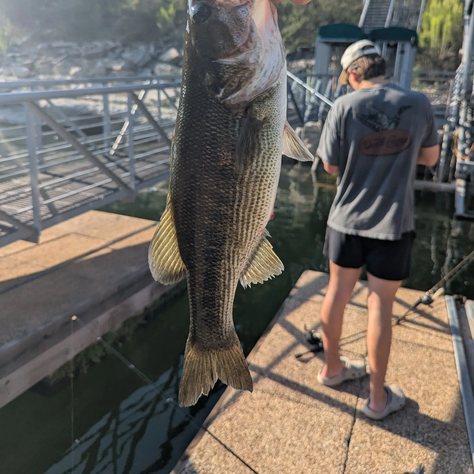 The most recent Guadalupe bass catches on Fishbrain