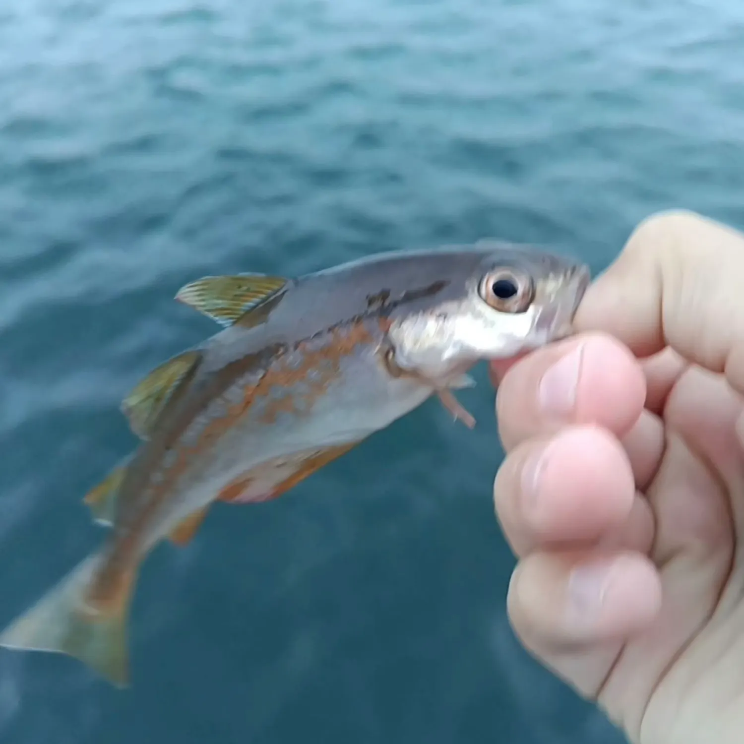 Pollack caught on Fishbrain