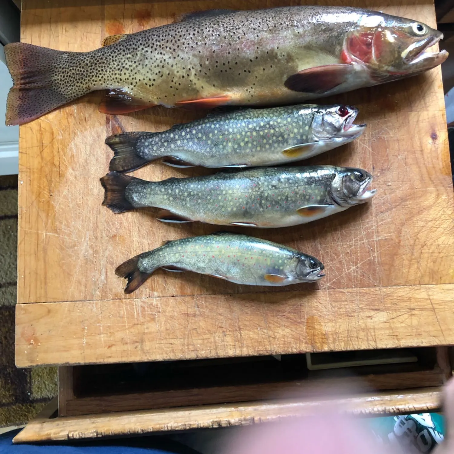 recently logged catches