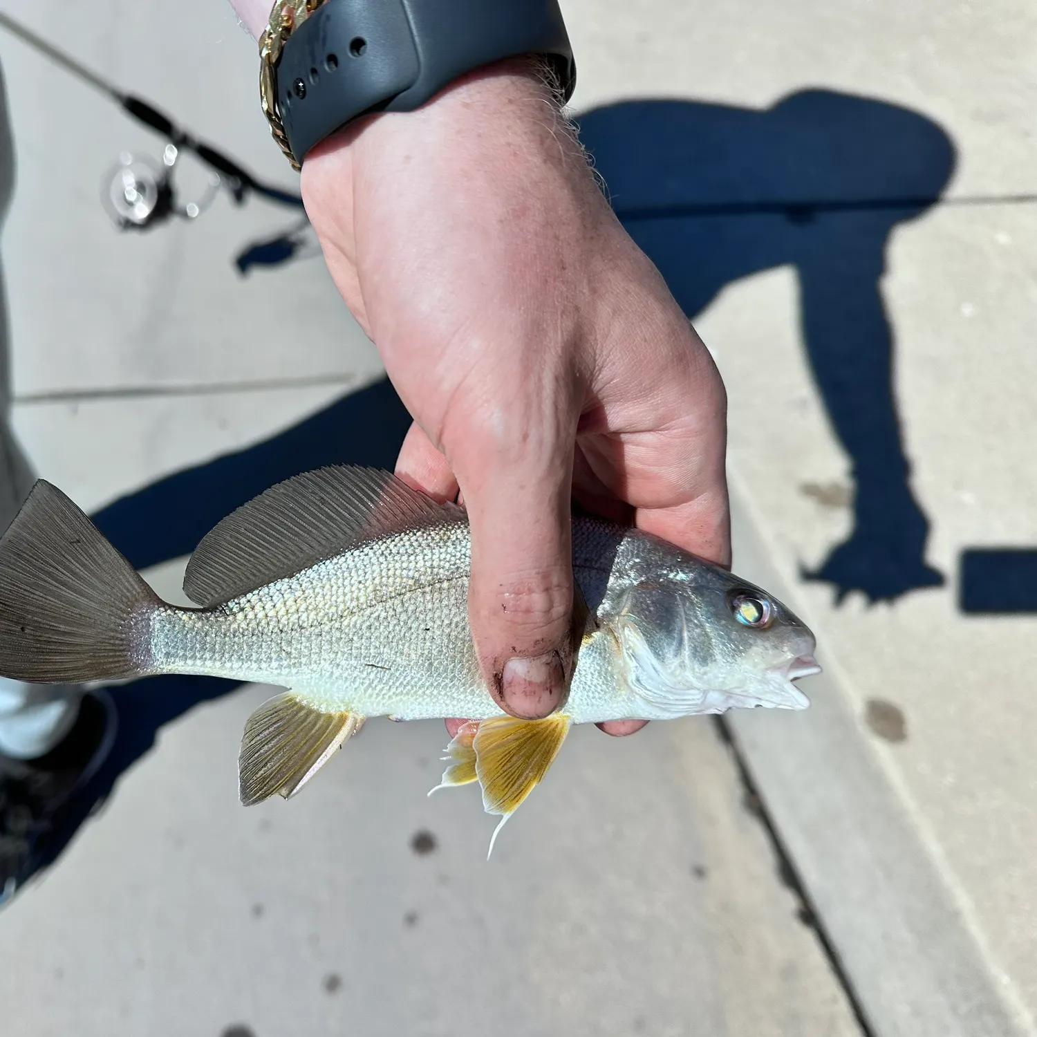 Freshwater drum caught on Fishbrain