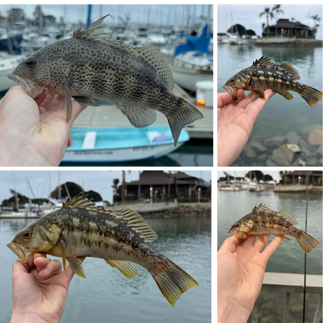 recently logged catches