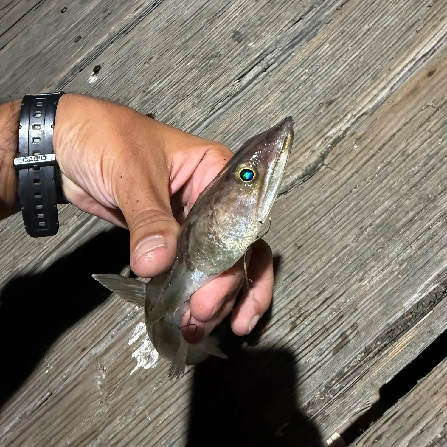 The most recent California lizardfish catches on Fishbrain
