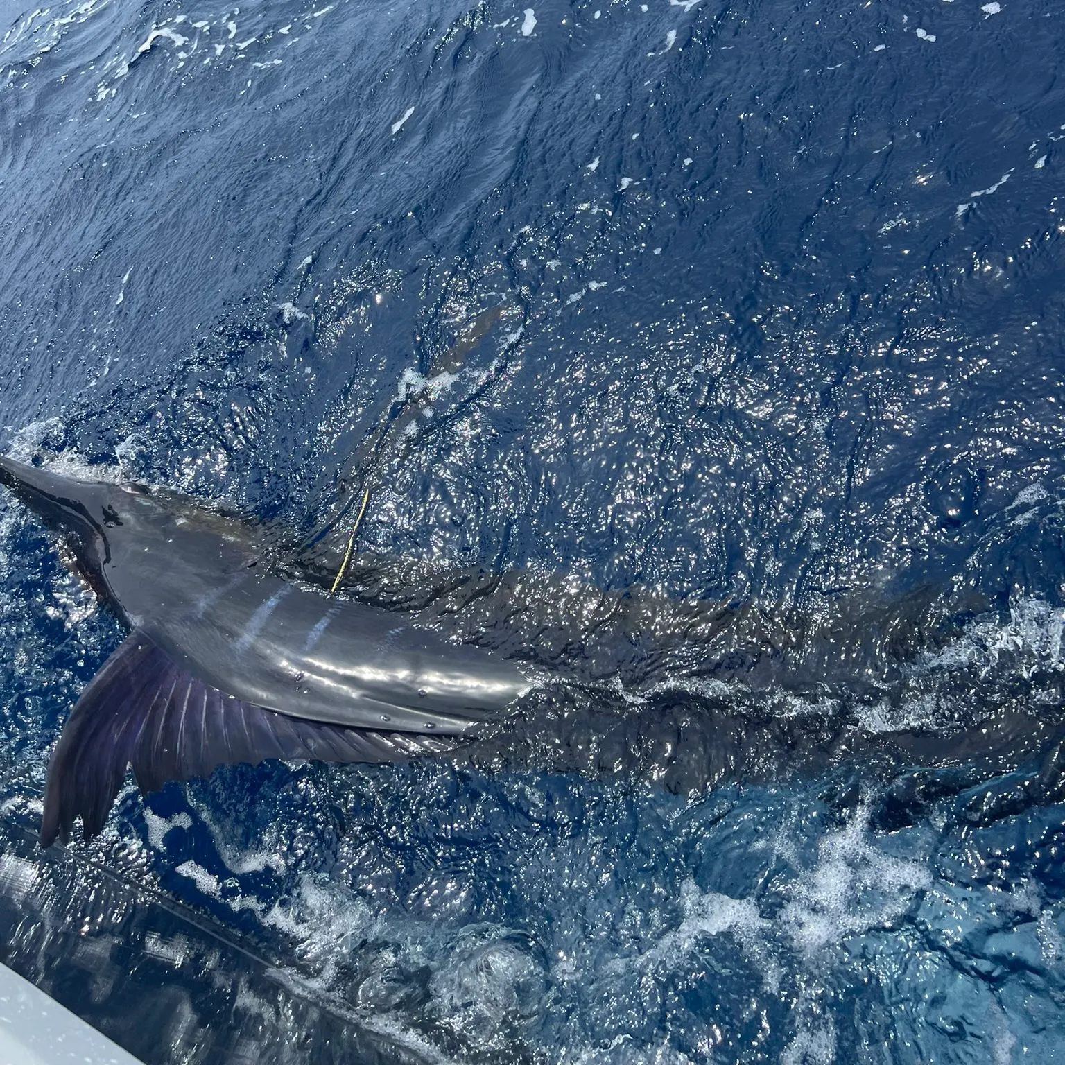 The most recent Striped marlin catches on Fishbrain