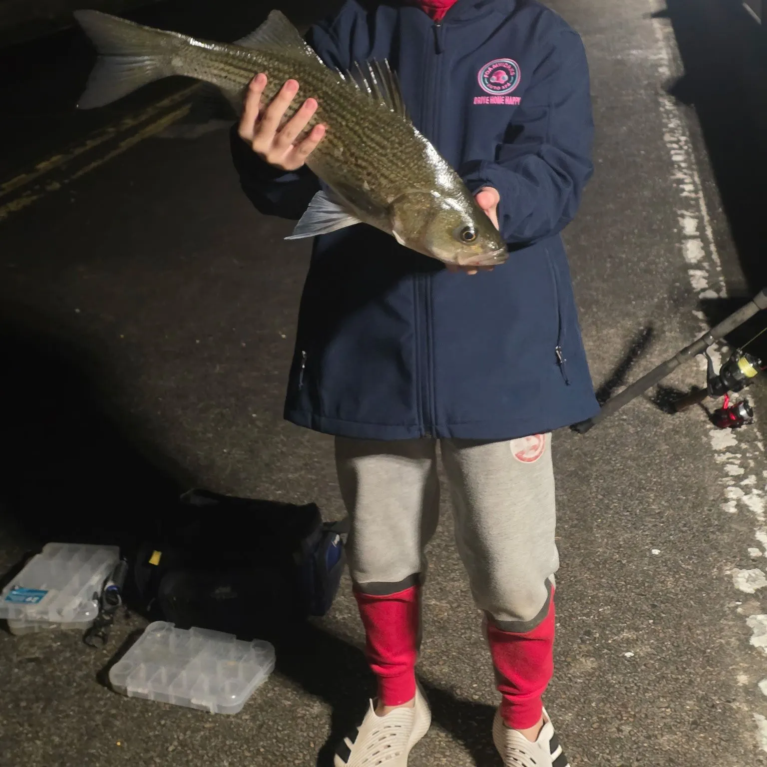 Striped bass caught on Fishbrain