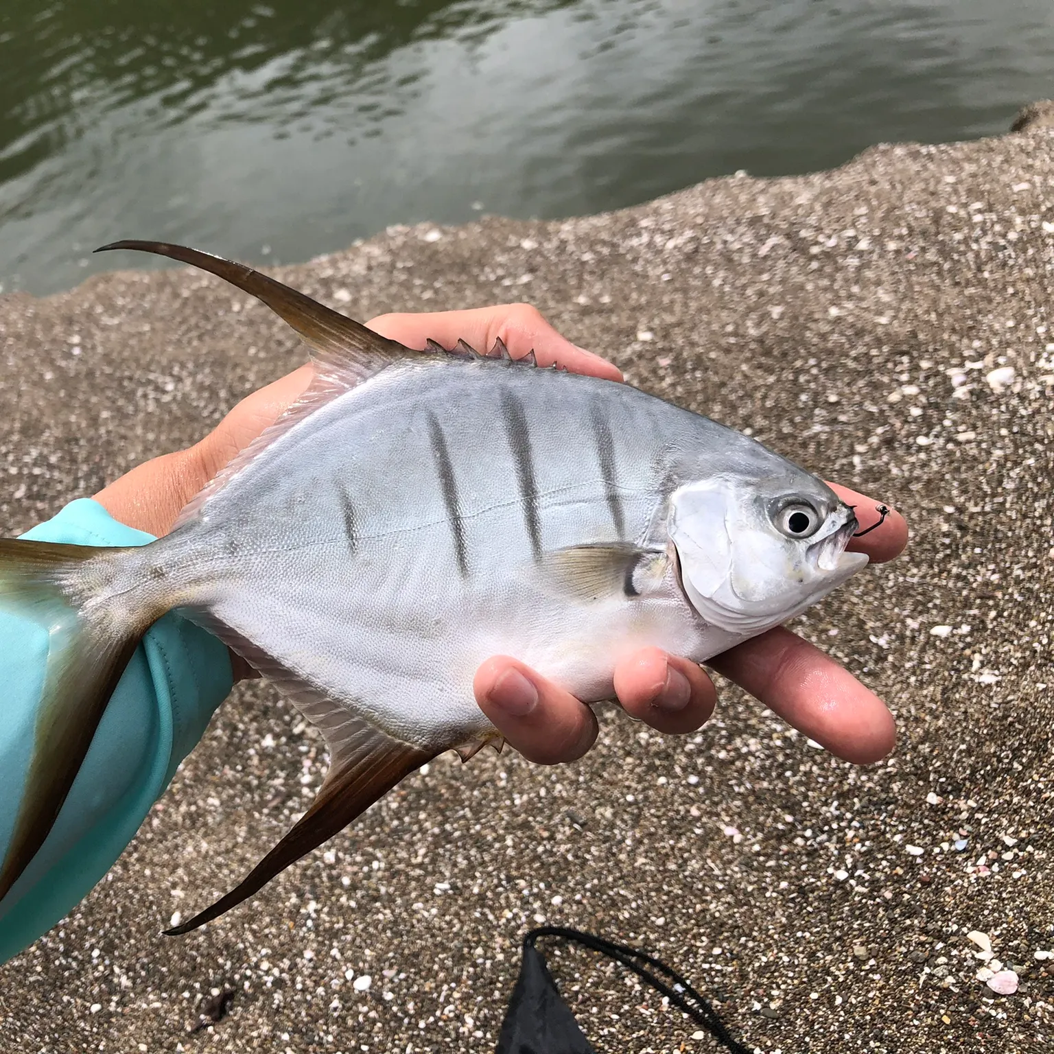 The most recent Gafftopsail pompano catches on Fishbrain